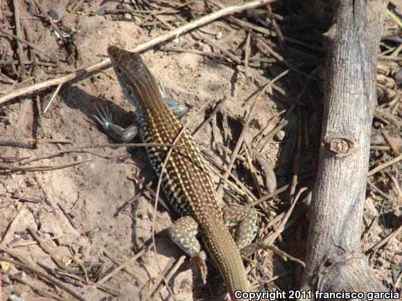 Canyon Spotted Whiptail (Aspidoscelis burti)