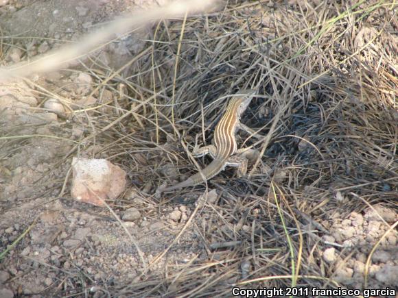 Canyon Spotted Whiptail (Aspidoscelis burti)