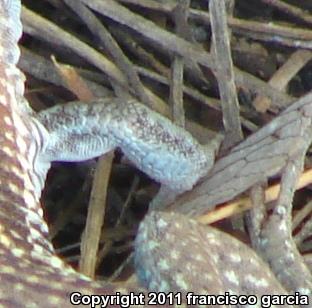 Canyon Spotted Whiptail (Aspidoscelis burti)