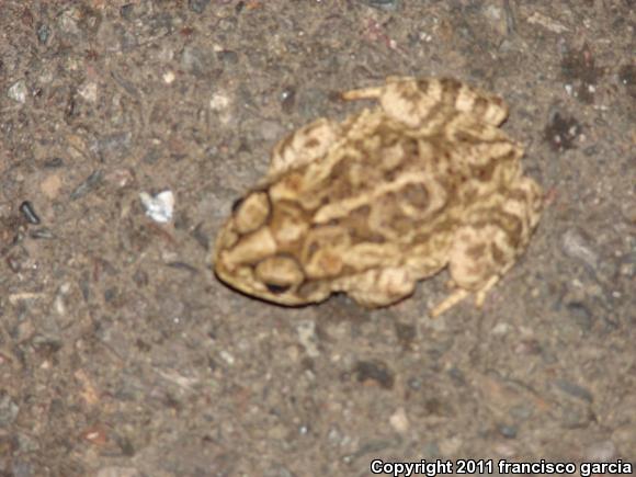 Sinaloa Toad (Ollotis mazatlanensis)