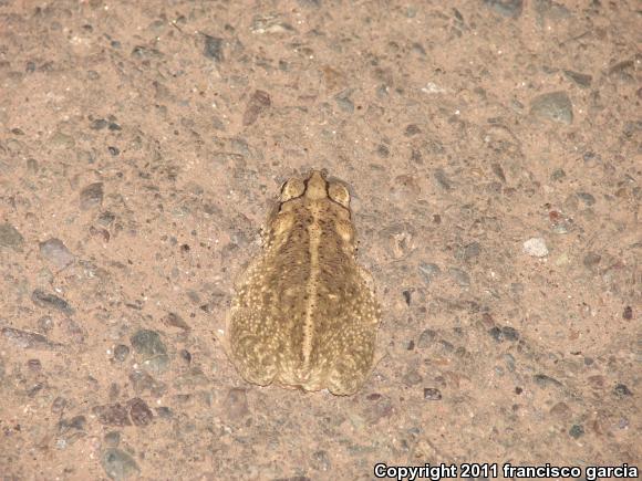 Sinaloa Toad (Ollotis mazatlanensis)