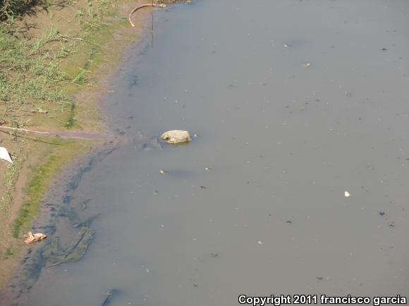 Yaqui Slider (Trachemys yaquia)