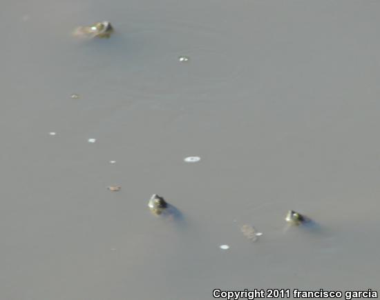 Yaqui Slider (Trachemys yaquia)