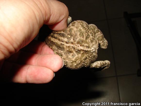 Sinaloa Toad (Ollotis mazatlanensis)