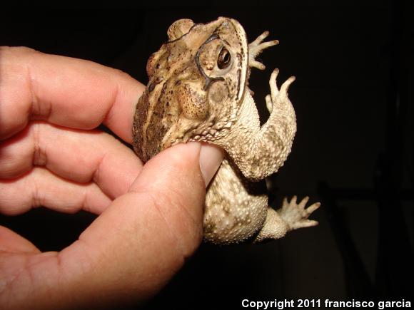 Sinaloa Toad (Ollotis mazatlanensis)