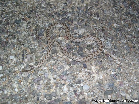 Coast Nightsnake (Hypsiglena ochrorhyncha ochrorhyncha)