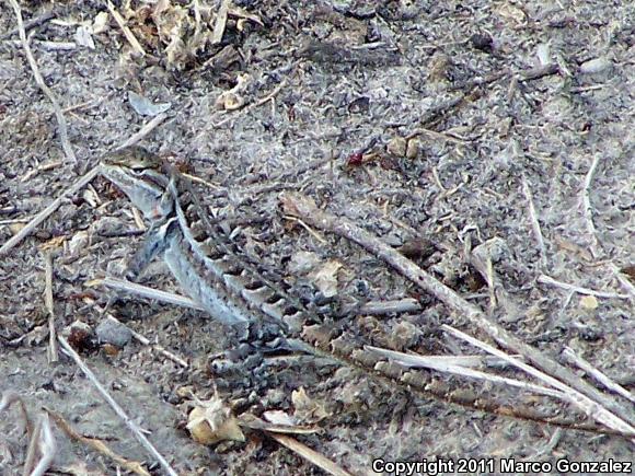 Texas Rose-bellied Lizard (Sceloporus variabilis marmoratus)