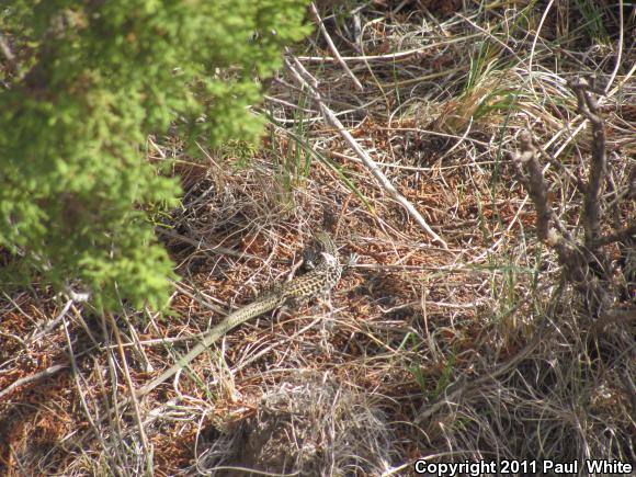 Western Marbled Whiptail (Aspidoscelis marmorata marmorata)