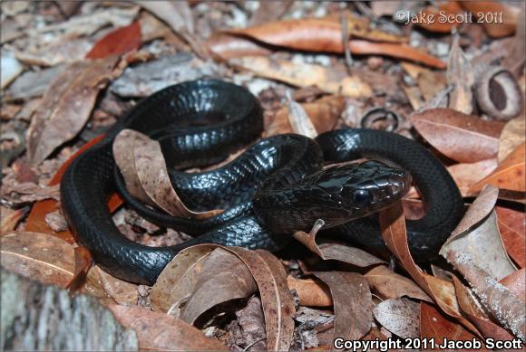 Eastern Indigo Snake (Drymarchon couperi)