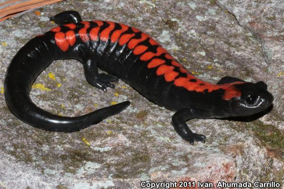 Bell's False Brook Salamander (Pseudoeurycea belli belli)