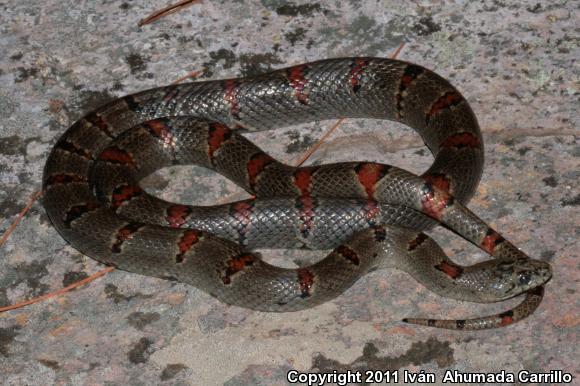 Greer's Mountain Kingsnake (Lampropeltis mexicana greeri)