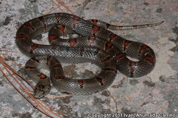 Greer's Mountain Kingsnake (Lampropeltis mexicana greeri)