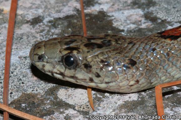 Greer's Mountain Kingsnake (Lampropeltis mexicana greeri)