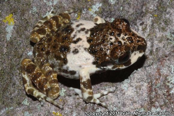 Western Barking Frog (Craugastor augusti cactorum)