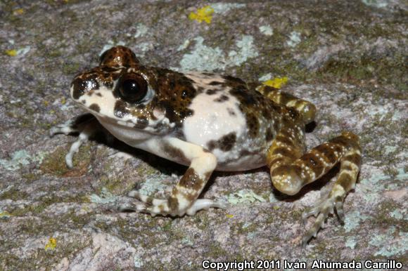 Western Barking Frog (Craugastor augusti cactorum)