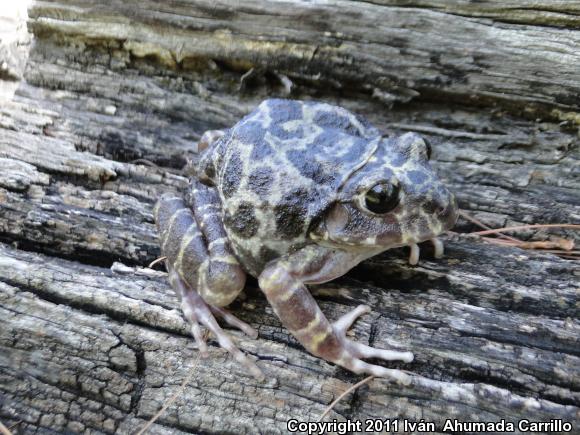 Western Barking Frog (Craugastor augusti cactorum)