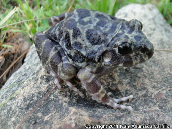 Western Barking Frog (Craugastor augusti cactorum)