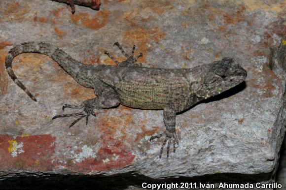 Shannon's Spiny Lizard (Sceloporus shannonorum)