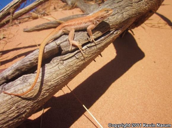 Dunes Sagebrush Lizard (Sceloporus arenicolus)