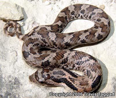 Eastern Hog-nosed Snake (Heterodon platirhinos)