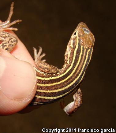 Opata Whiptail (Aspidoscelis opatae)