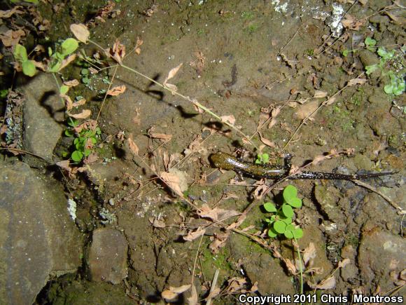 Pigeon Mountain Salamander (Plethodon petraeus)