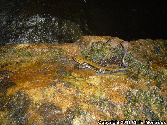 Pigeon Mountain Salamander (Plethodon petraeus)