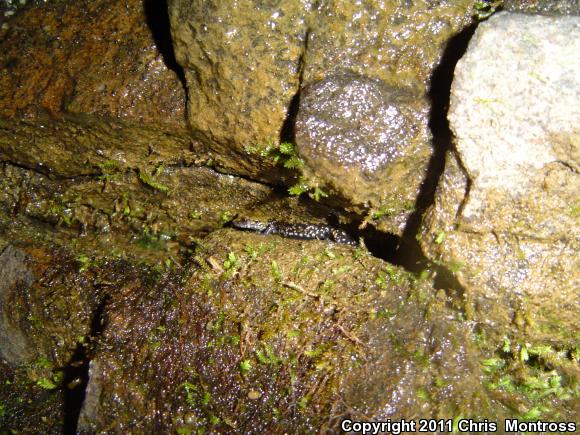 Pigeon Mountain Salamander (Plethodon petraeus)