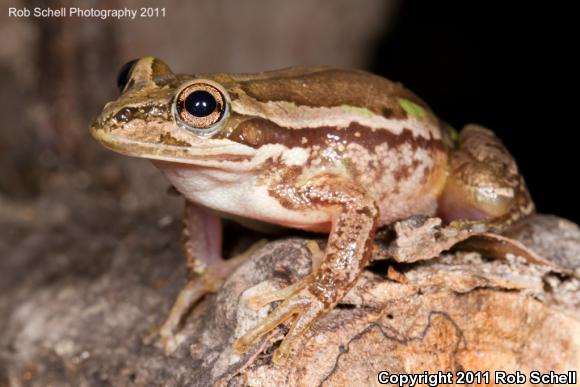 Mexican Treefrog (Smilisca baudinii)