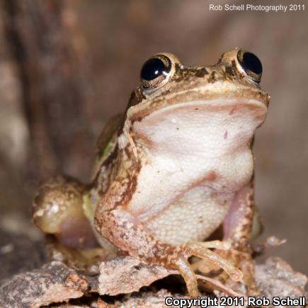 Mexican Treefrog (Smilisca baudinii)