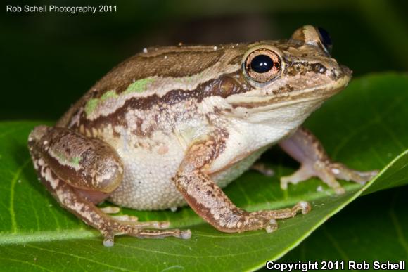 Mexican Treefrog (Smilisca baudinii)