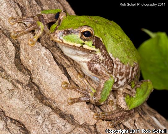 Mexican Treefrog (Smilisca baudinii)