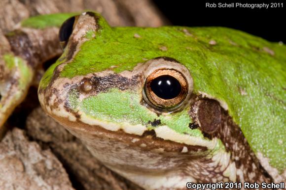 Mexican Treefrog (Smilisca baudinii)