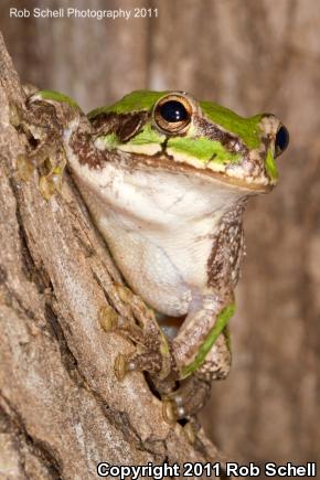 Mexican Treefrog (Smilisca baudinii)