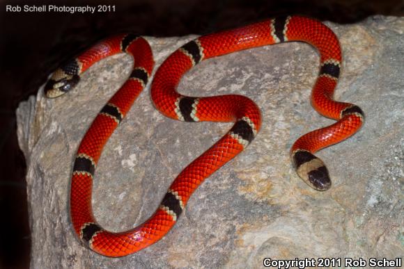 Common Clear-banded Coralsnake (Micrurus distans distans)