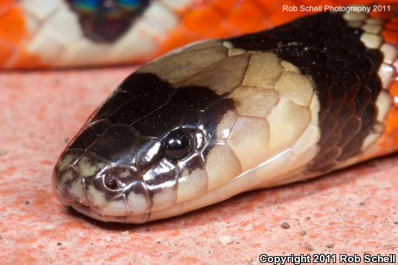 Common Clear-banded Coralsnake (Micrurus distans distans)