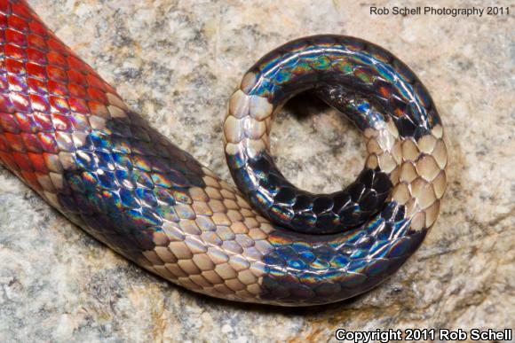 Common Clear-banded Coralsnake (Micrurus distans distans)