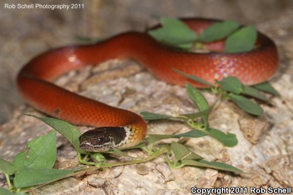 Stripeless Snake (Coniophanes lateritius)