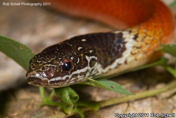 Stripeless Snake (Coniophanes lateritius)