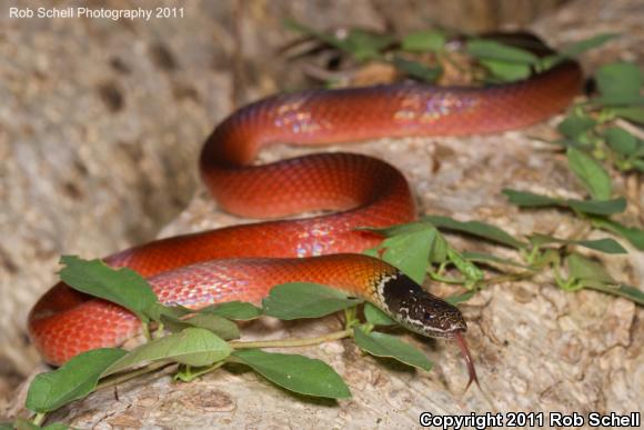 Stripeless Snake (Coniophanes lateritius)