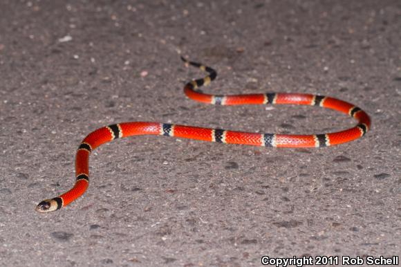 Common Clear-banded Coralsnake (Micrurus distans distans)