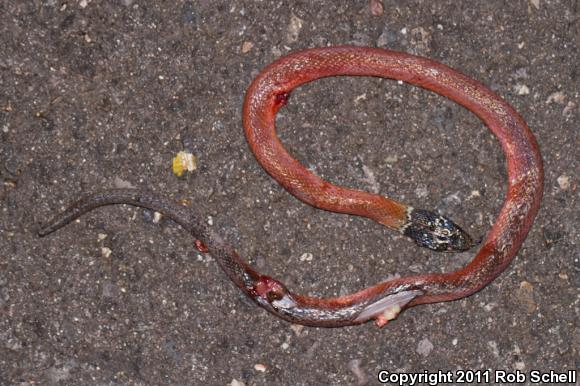 Stripeless Snake (Coniophanes lateritius)