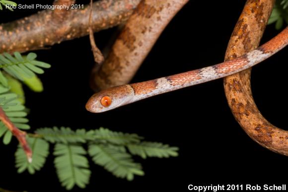 Central American Tree Snake (Imantodes gemmistratus)