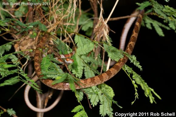 Central American Tree Snake (Imantodes gemmistratus)