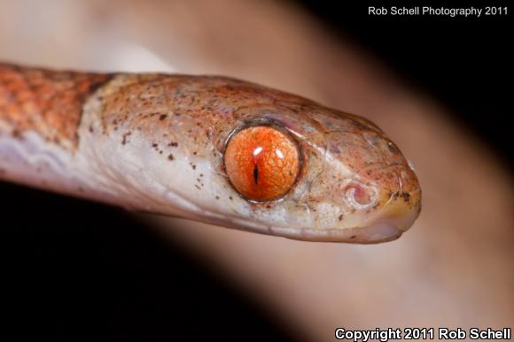 Central American Tree Snake (Imantodes gemmistratus)