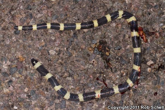 Mexican Short-tailed Snake (Sympholis lippiens)