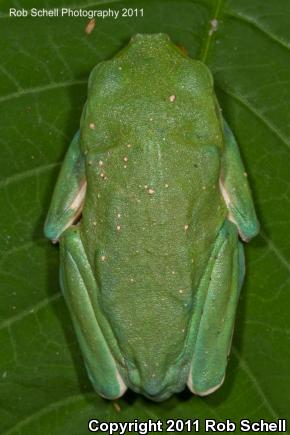 Mexican Leaf Frog (Pachymedusa dacnicolor)