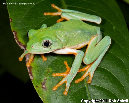 Mexican Leaf Frog (Pachymedusa dacnicolor)