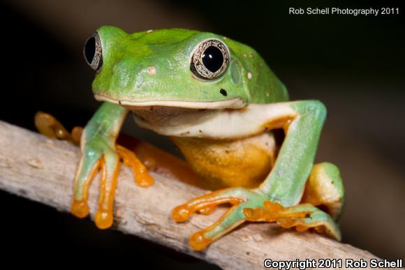 Mexican Leaf Frog (Pachymedusa dacnicolor)