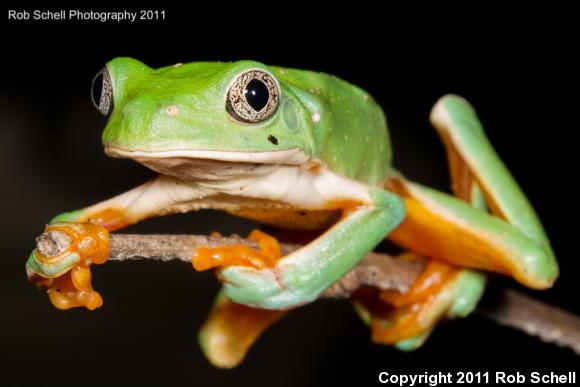 Mexican Leaf Frog (Pachymedusa dacnicolor)